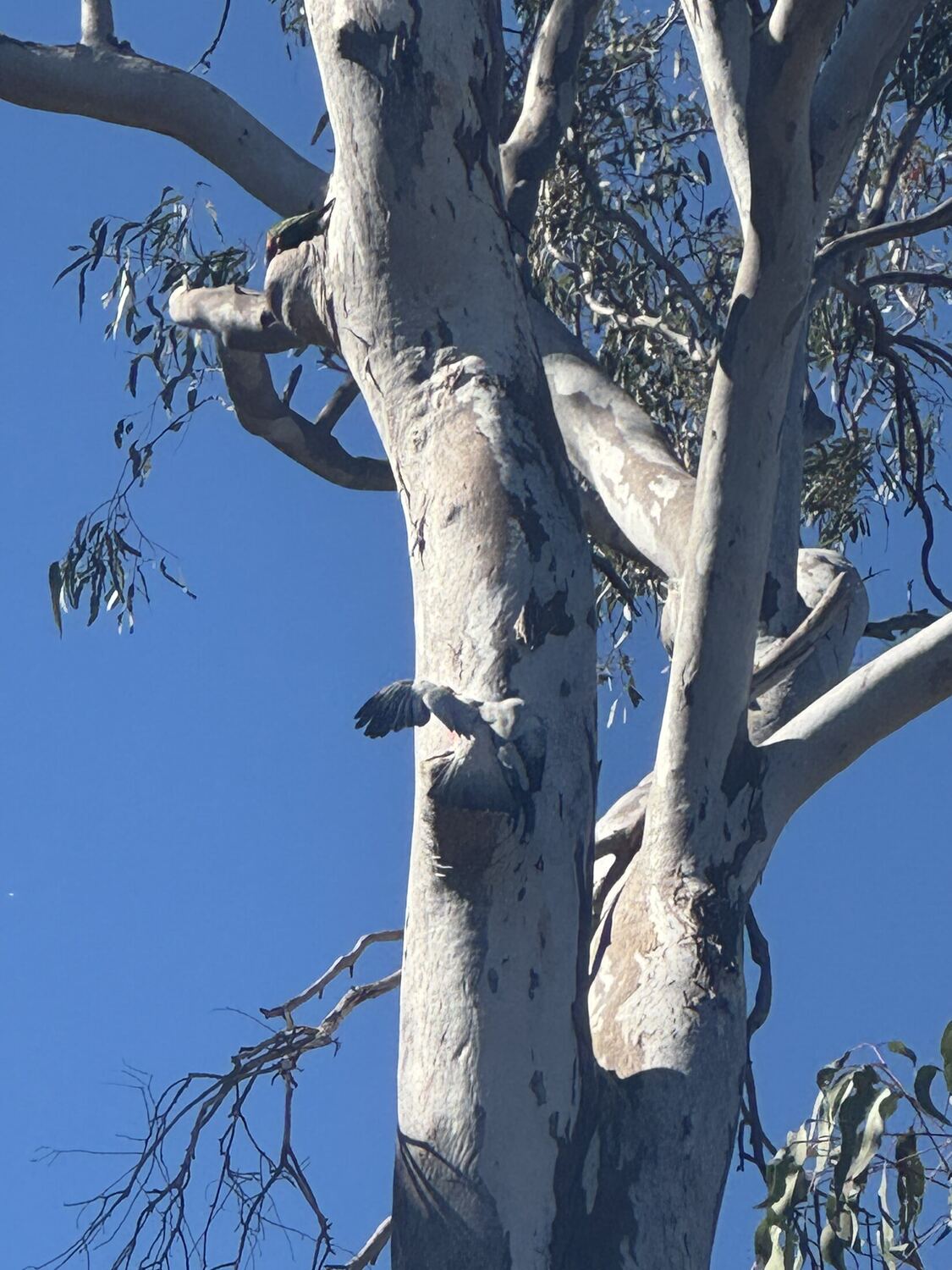 Koala resting in a gum tree at Cooyar