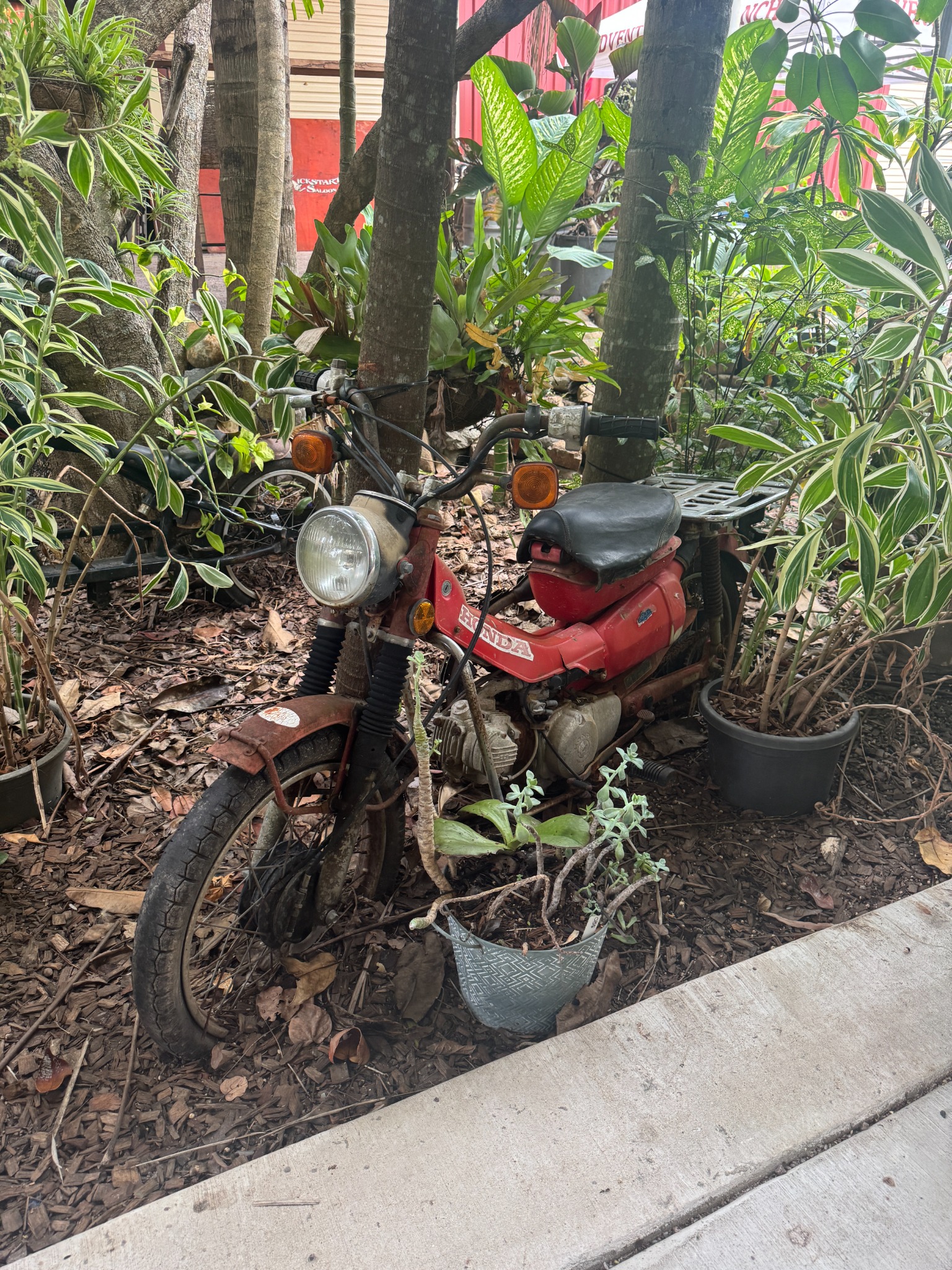 A weathered vintage Honda motorcycle displayed among the plants at Kickstart Saloon.