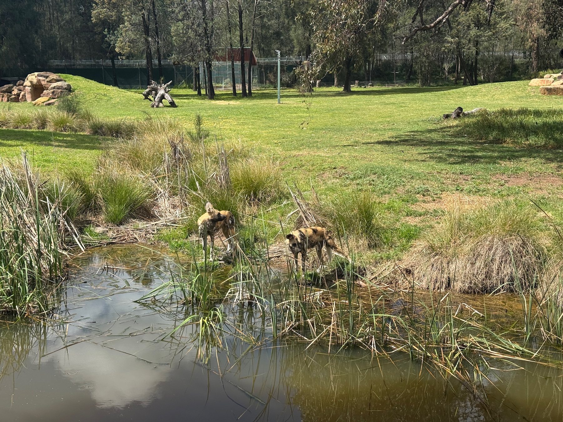 Wildlife at Taronga Western Plains Zoo in Dubbo