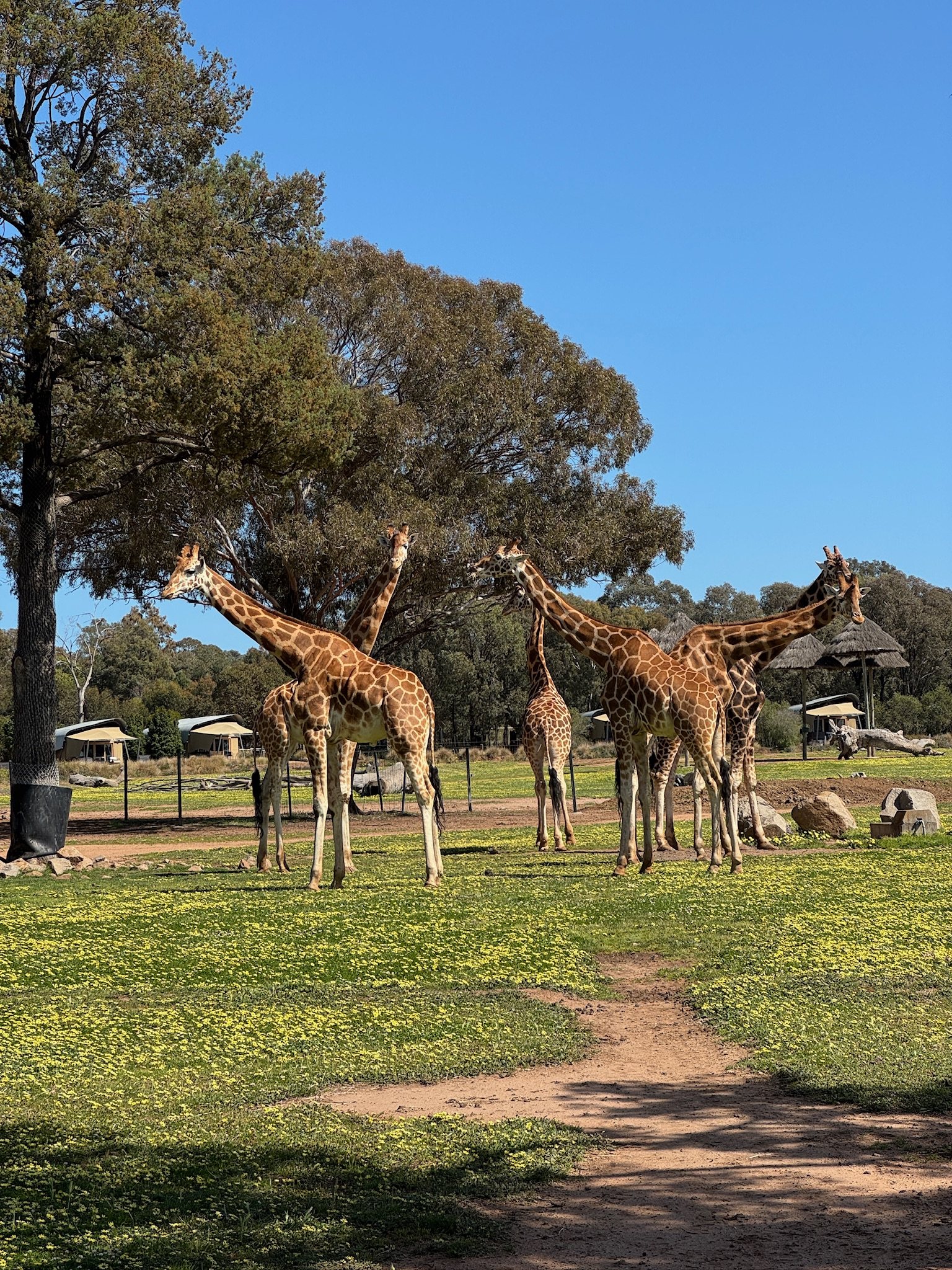 Giraffes at Taronga Western Plains Zoo
