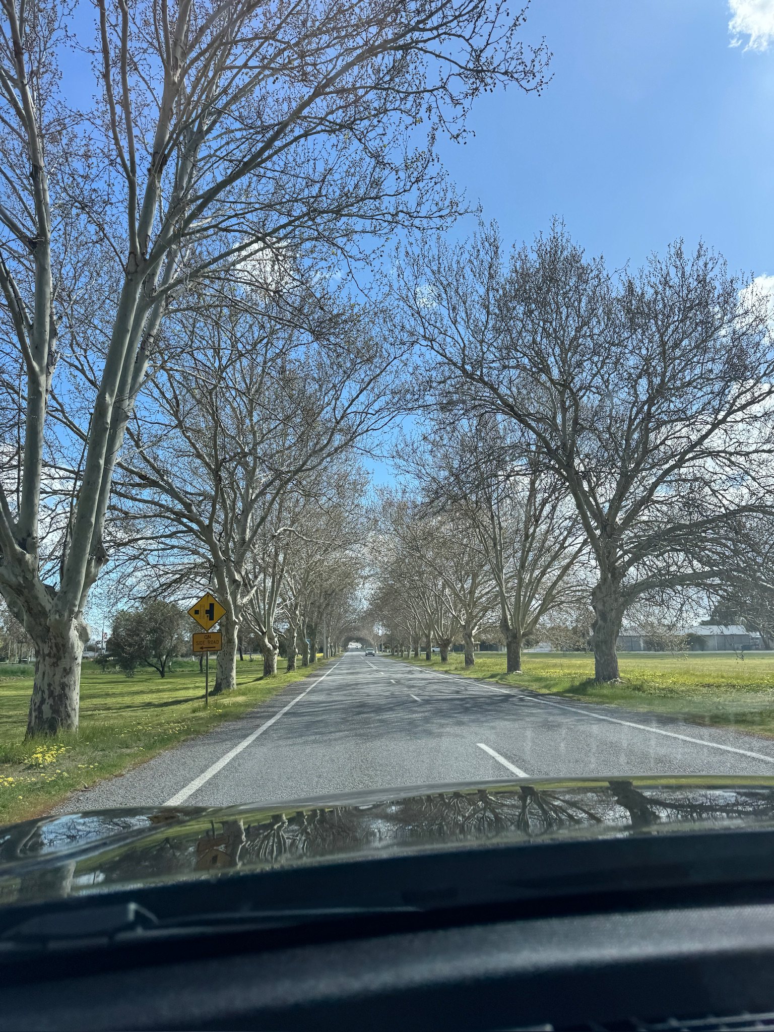 Tree-lined road near Narrandera